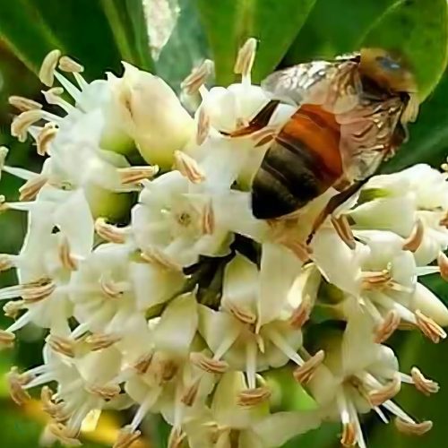 সুন্দরবনের খলিশা ফুলের খাঁটি মধু - Image 2